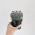 Mammillaria sp. (Cactus) - 9.5cm